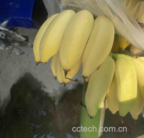 黄豆与香蕉搭配制作的香蕉豆奶饮品