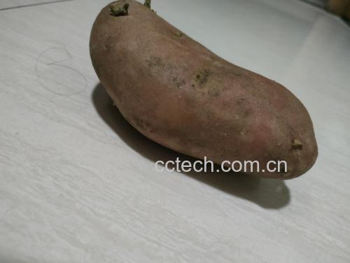 土豆发芽的特写照片