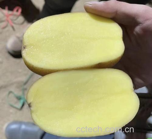 苹果与土豆榨汁特写