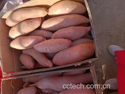 红薯与榨菜组合图