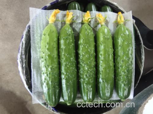 挑选新鲜黄瓜