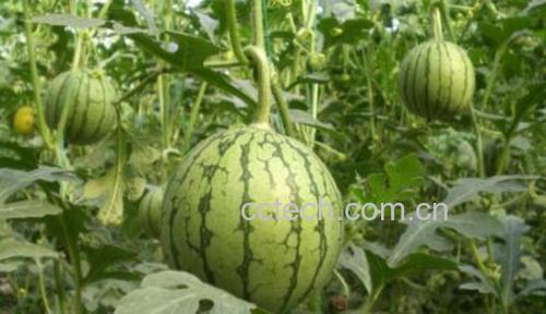 墨西哥黄瓜植株与果实特写