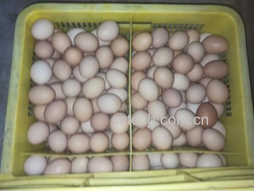 新鲜鸡蛋与细菌示意图