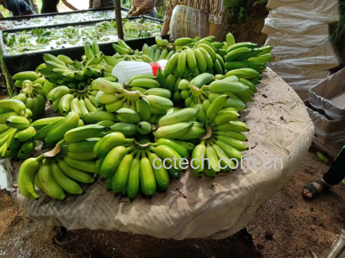 芭蕉与红薯食材对比图