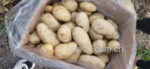 煮熟的土豆装入密封盒准备冷藏