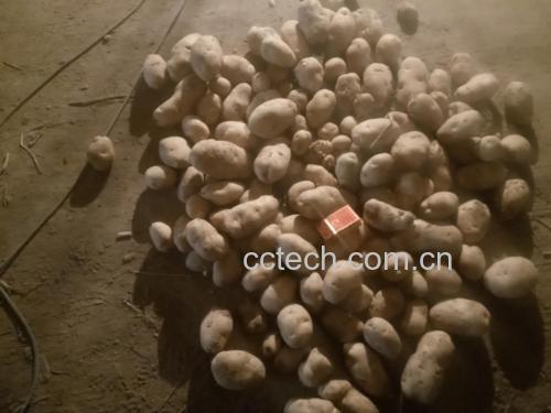 不同大小的土豆排列对比图