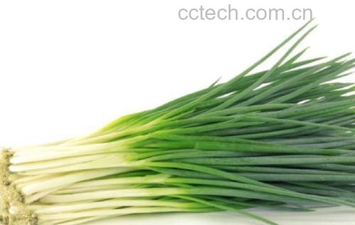葱白生姜香菜汤品图