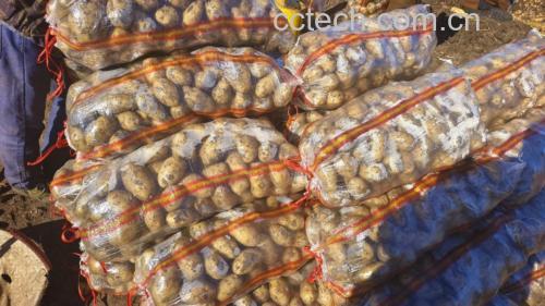 正确存放土豆的方式示意图