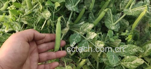 削皮处理绿土豆的示意图
