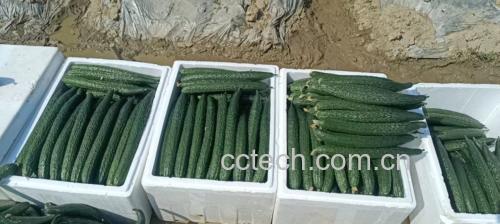 新鲜黄瓜与西红柿在市场摊位上