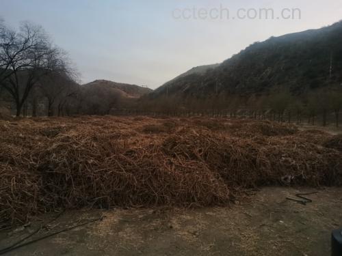 黄芪种植基地