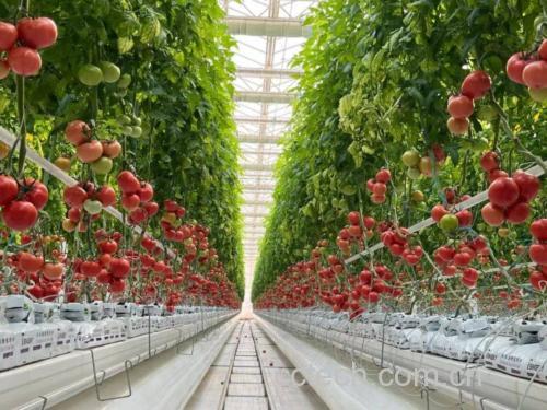 现代温室中的普罗旺斯西红柿植株
