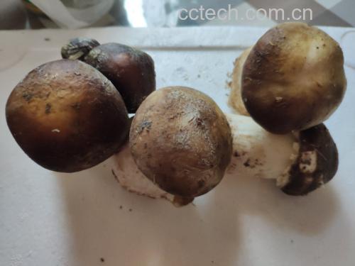松茸牛油果沙拉
