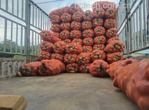 超市蔬菜区货架上的不同土豆品种对比展示