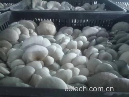 成品图:白蘑菇炒鸡蛋装盘效果