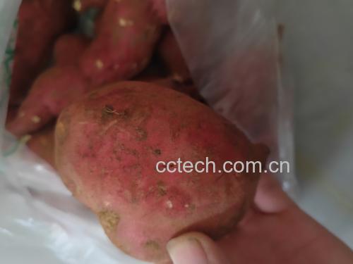 红薯对比图：正常与变质