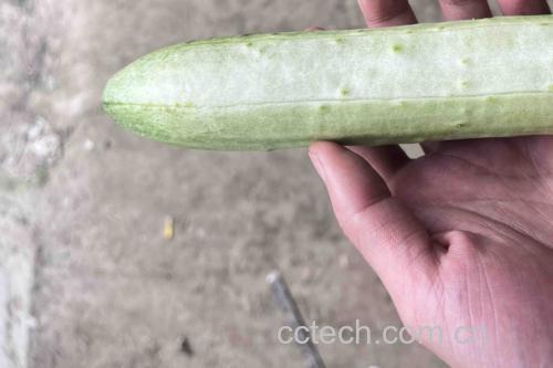 生菜黄瓜营养成分对比图