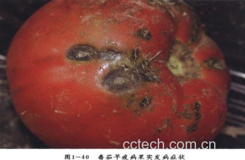 西红柿腐烂过程特写镜头