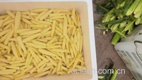 新鲜玉米与干玉米对比图