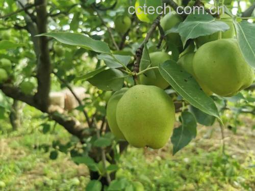 牛油果青提榨汁正在搅拌过程