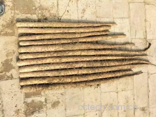铁棍山药和面粉的原材料摆放整齐，准备制作面团