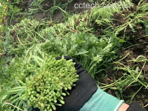 茼蒿种植田地