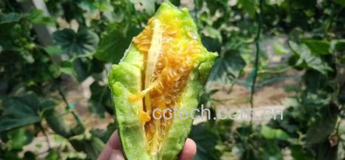 博洋甜瓜切开特写