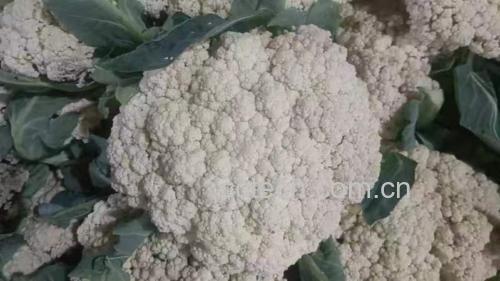 松花菜拌皮蛋成品图