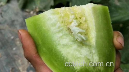 玉菇甜瓜横切面展示其乳白色果肉与中心腔室结构