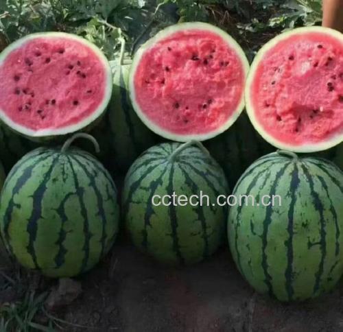 8424西瓜切开展示果肉与籽粒