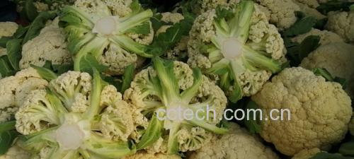 松花菜清洗过程图
