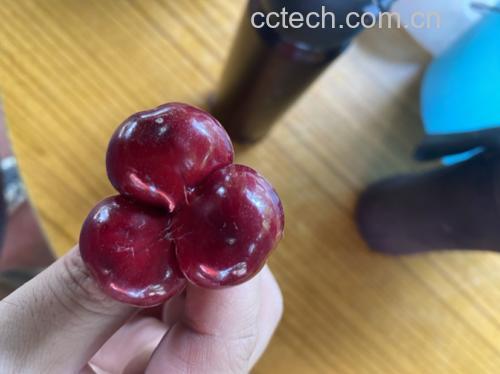 美早樱桃果实特写