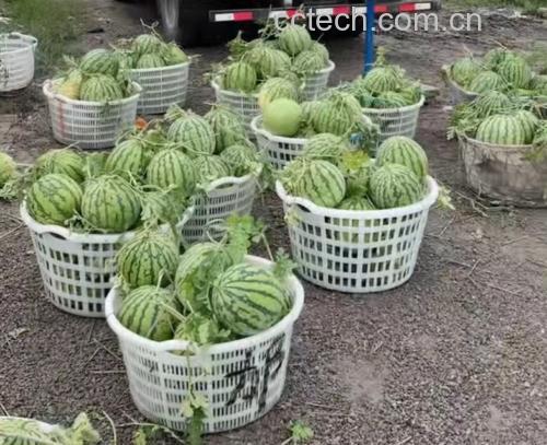 8424西瓜种植在田间地头,绿叶掩映下露出红瓤白籽