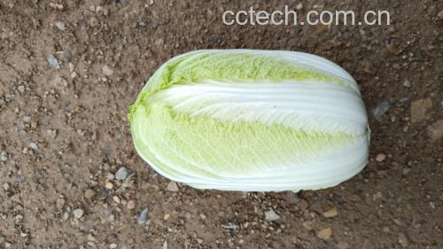 黄心白菜整体外观特写