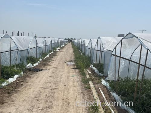 美都西瓜大棚种植场景