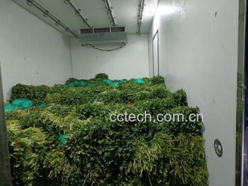 新鲜大叶香菜在冰箱中冷藏保存的方法演示图