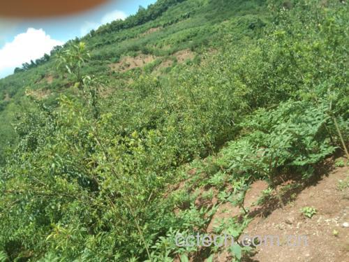 蜂糖李果园实景图