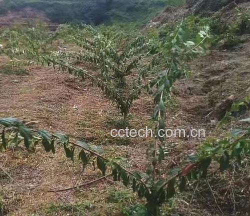 蜂糖李果园种植场景