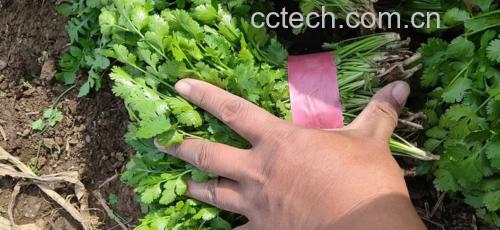 香菜植株与新鲜香菜叶