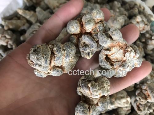 红参与田七的实物对比图