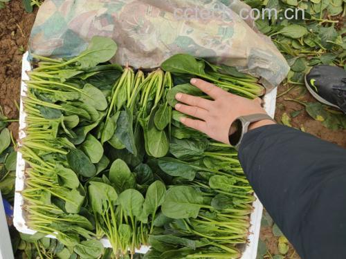 大叶菠菜沙拉摆盘图