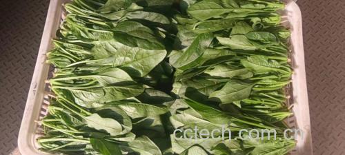 大叶菠菜制作绿色蔬果汁过程图