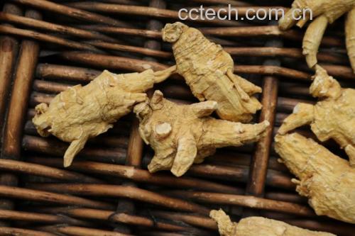 西洋参与葛根茶饮成品图