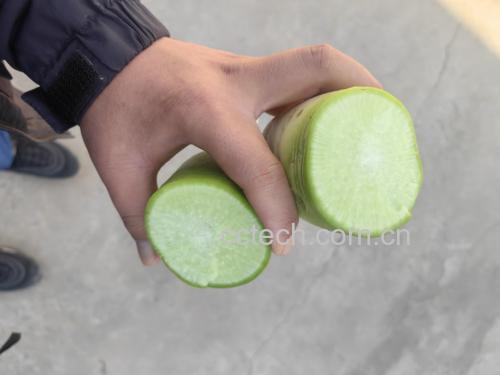 青萝卜特写