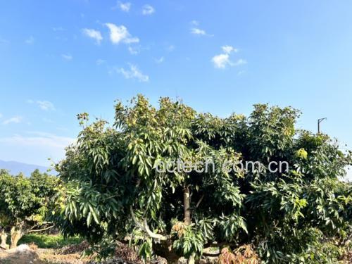 妃子笑鲜果与茶汤成品对比图
