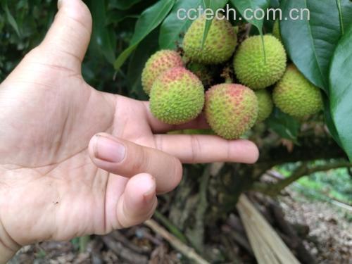 妃子笑荔枝果与妃子笑茶成品对比图