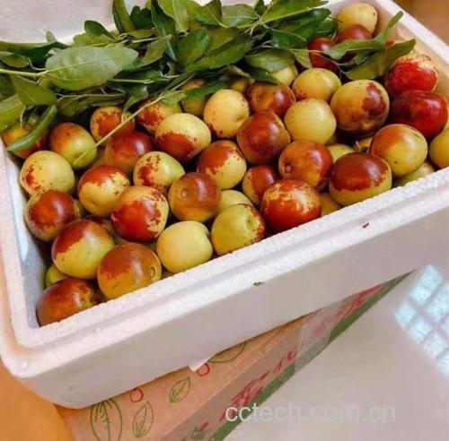 冬枣变色过程