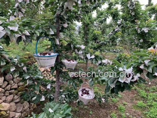 车厘子果实在不同成熟阶段的变化