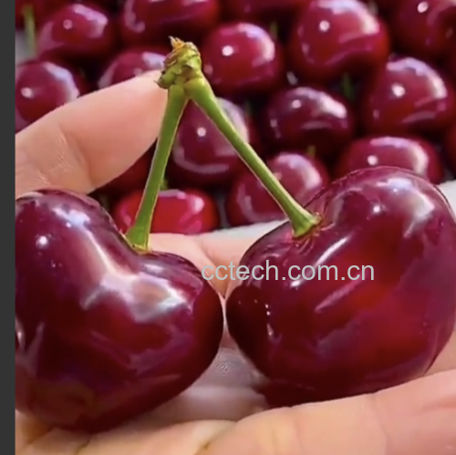 新鲜车厘子与变质车厘子的对比图