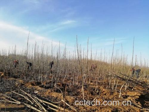 车厘子种植环境